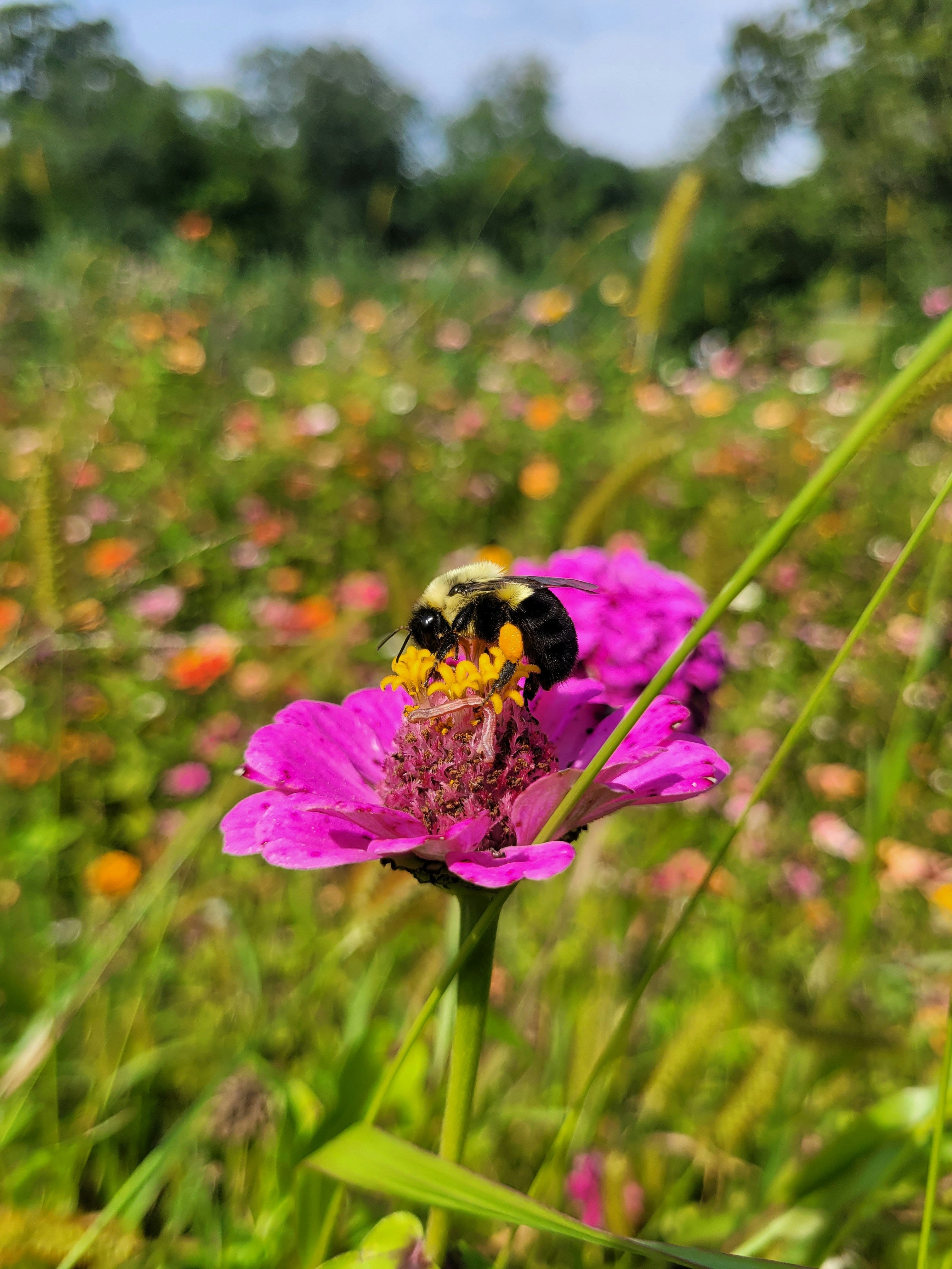 Einen bienenfreundlichen Garten gestalten: Anleitung für mehr Artenvielfalt und gesunde Bienen