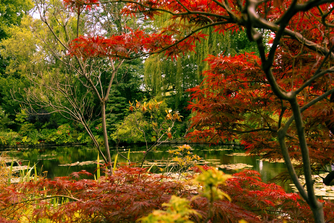 Gärtnern mit der Natur: Nachhaltig und klimafreundlich den Garten gestalten - organischer-dünger