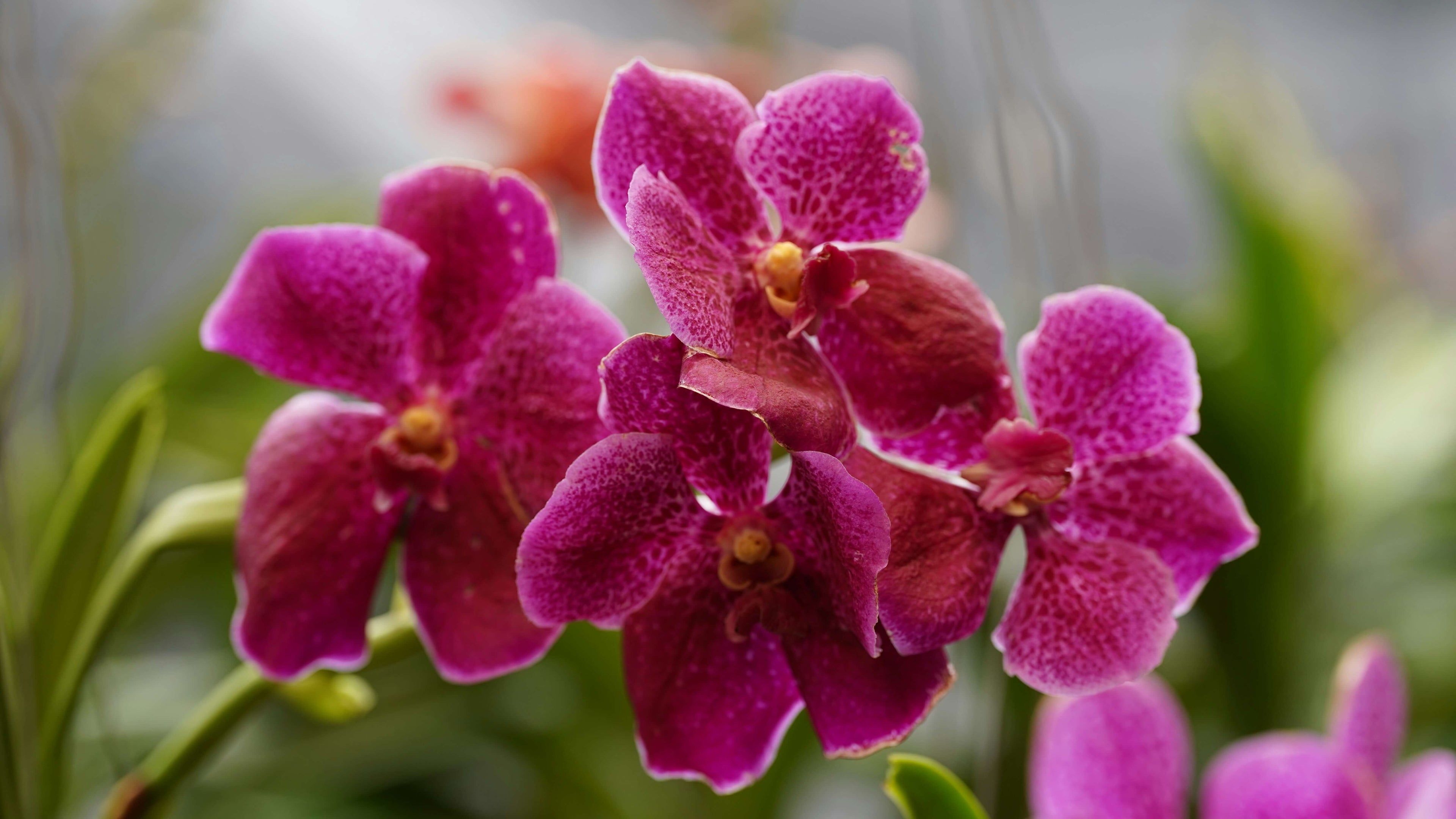 Orchideen Pflege: Biologische Tipps für üppige Blüten und gesunde Pflanzen - organischer-dünger